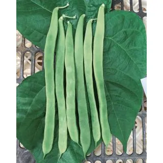 Compra JUDÍA LEPINO (2.000 Semillas) en la tienda online Fito Agrícola