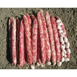 Compra JUDÍA MECCANO (5 Kgr.) en la tienda online Fito Agrícola