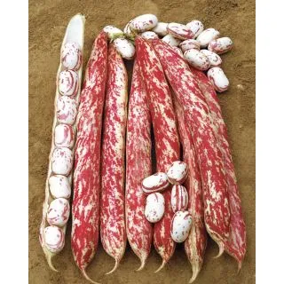 Compra JUDÍA MECCEARLY (5 Kgr.) en la tienda online Fito Agrícola