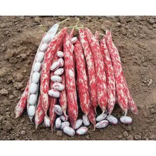 Compra JUDÍA MERCATO (5 Kgr.) en la tienda online Fito Agrícola