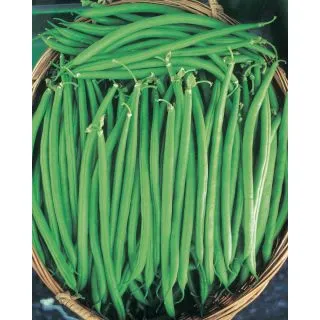 Compra JUDÍA ARNO OR® (5 Kgr.) en la tienda online Fito Agrícola