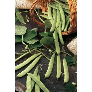 Compra JUDÍA ROMA II (5 Kgr.). en la tienda online Fito Agrícola