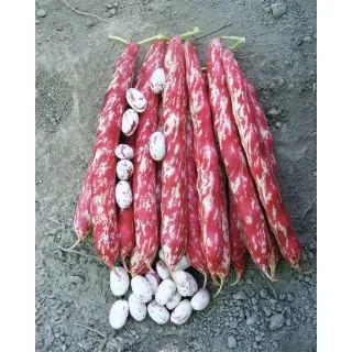 Compra JUDÍA SCHUMI (20 Kgr.) en la tienda online Fito Agrícola