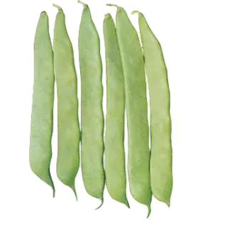 Compra JUDÍA SF UNO (50.000 Semilllas) en la tienda online Fito Agrícola