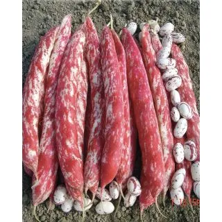 Compra JUDÍA SPLENDIDO (5 Kgr.) en la tienda online Fito Agrícola