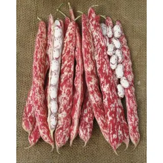 Compra JUDÍA TINTORETTO (20 Kgr.) en la tienda online Fito Agrícola