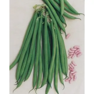 Compra JUDÍA TROFEO (5 Kgr.) en la tienda online Fito Agrícola