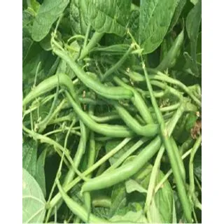 Compra JUDÍA VALENTINO (100.000 Semillas) en la tienda online Fito Agrícola