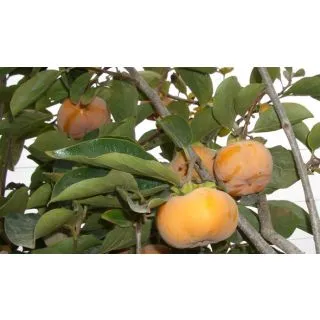 Compra KAKI JIRO en la tienda online Fito Agrícola