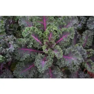 Compra COL KALE MIDNIGHT SUN BABY LEAF Sin Tratar (2.500 Semillas) en la tienda online Fito Agrícola