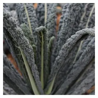 Compra COL KALE COBRA F1 (10.000 Semillas) en la tienda online Fito Agrícola