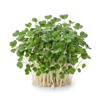 Compra KALE NEGRO MICROGREENS (500 gr.). en la tienda online Fito Agrícola