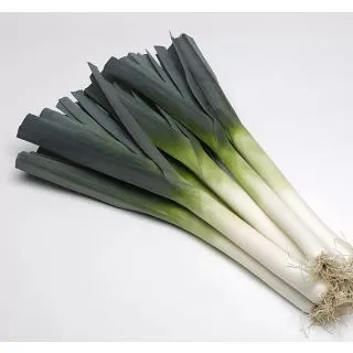 Compra PUERRO KRYPTON F1 Precisión (25.000 Semillas) en la tienda online Fito Agrícola