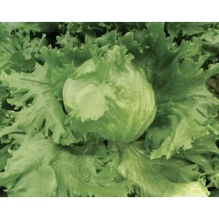 Compra LECHUGA PLANET Pildorada (5.000 Semillas) en la tienda online Fito Agrícola