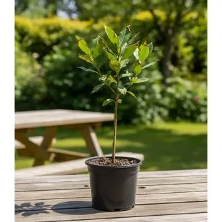 Compra LAUREL en la tienda online Fito Agrícola