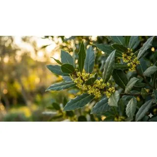 Compra LAUREL (84 Plantas) en la tienda online Fito Agrícola