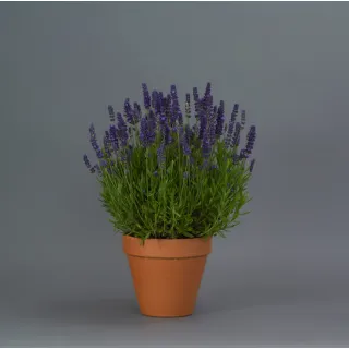 Compra LAVANDA BLUE SPEAR (144 Plantas). en la tienda online Fito Agrícola
