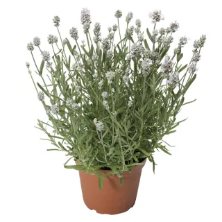 Compra LAVANDULA SCENT WHITE EARLY (1000 Semillas) en la tienda online Fito Agrícola
