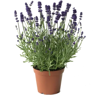 Compra LAVANDULA SCENT BLUE EARLY (1000 Semillas) en la tienda online Fito Agrícola
