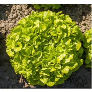 Compra LECHUGA ALZEVIR ECOLÓGICA Pildorada (10.000 Semillas) en la tienda online Fito Agrícola