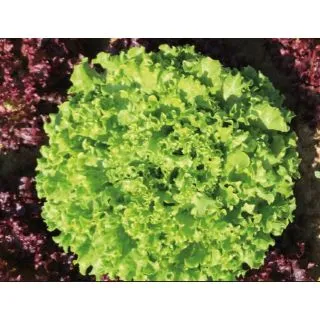 Compra LECHUGA GYLONA ECOLÓGICA Pildorada (10.000 Semillas) en la tienda online Fito Agrícola