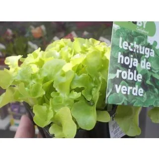 Compra LECHUGA HOJA DE ROBLE VERDE ECOLÓGICA MSE6 en la tienda online Fito Agrícola