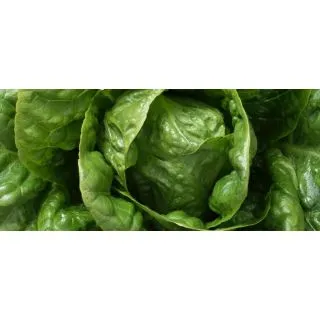 Compra LECHUGA SIDERAL Pildorada (5.000 Semillas) en la tienda online Fito Agrícola