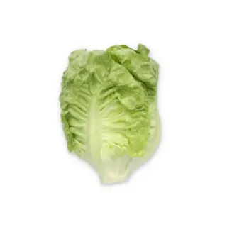 Compra LECHUGA ABERIN RZ Pildorada (5.000 Semillas). en la tienda online Fito Agrícola