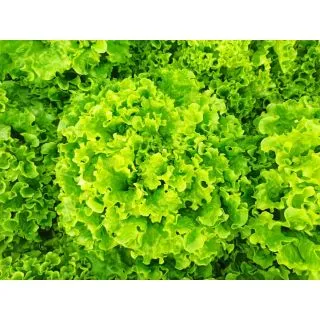 Compra LECHUGA ABIGALE Pildorada (5.000 Semillas) en la tienda online Fito Agrícola