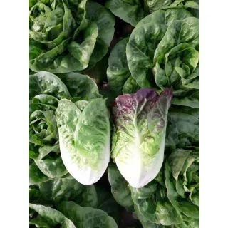 Compra LECHUGA ACHERITO Pildorada (1.000 Semillas) en la tienda online Fito Agrícola