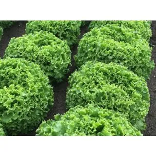 Compra LECHUGA AFABILA Pildorada (10.000 Semillas) en la tienda online Fito Agrícola