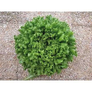 Compra LECHUGA AGRELA Pildorada (10.000 Semillas) en la tienda online Fito Agrícola