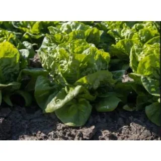 Compra LECHUGA ALFON Pildorada (10.000 Semillas) en la tienda online Fito Agrícola