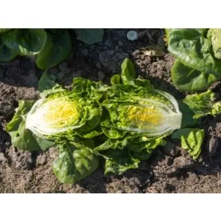 Compra LECHUGA ALFULVERA Pildorada (10.000 Semillas) en la tienda online Fito Agrícola