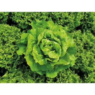 Compra LECHUGA AMARNA Pildorada (10.000 Semillas) en la tienda online Fito Agrícola