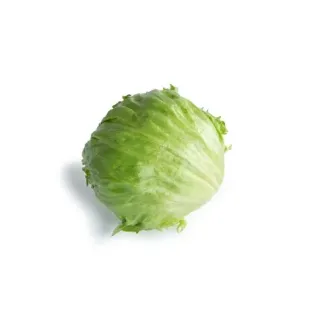 Compra LECHUGA ANTANAS RZ Pildorada (5.000 Semillas). en la tienda online Fito Agrícola