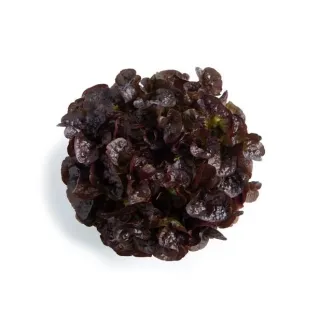 Compra LECHUGA ARAMAI RZ Pildorada (5.000 Semillas). en la tienda online Fito Agrícola