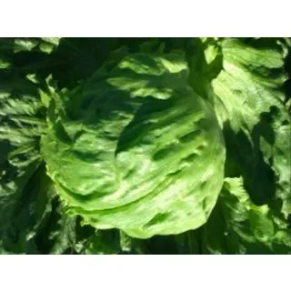 Compra LECHUGA ASOKA Pildorada (10.000 Semillas) en la tienda online Fito Agrícola