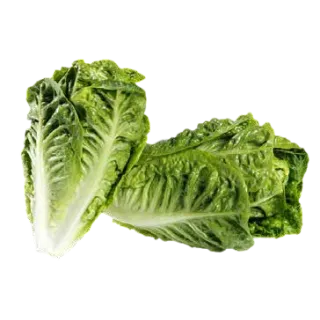 Compra LECHUGA ATOMICOS Pildorada (5.000 Semillas) en la tienda online Fito Agrícola