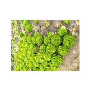 Compra LECHUGA CELESTINA Pildorada (1.000 Semillas) en la tienda online Fito Agrícola