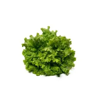 Compra LECHUGA BEGOÑA Pildorada (1.000 Semillas) en la tienda online Fito Agrícola