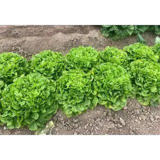 Compra LECHUGA BELICOS Pildorada (5.000 Semillas) en la tienda online Fito Agrícola