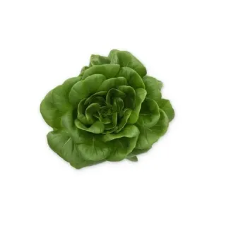 Compra LECHUGA BERNOULLI RZ Pildorada (5.000 Semillas). en la tienda online Fito Agrícola