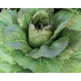 Compra LECHUGA BIONDA COLOSSEO 2 Pildorada (5.000 Semillas) en la tienda online Fito Agrícola