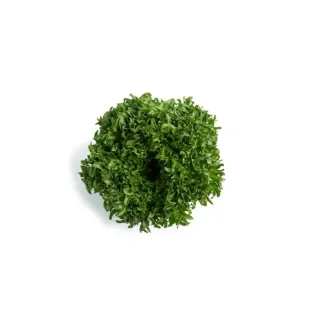 Compra LECHUGA BODILIQUE RZ Pildorada (5.000 Semillas). en la tienda online Fito Agrícola