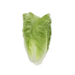 Compra LECHUGA CAICEDO RZ Pildorada (5.000 Semillas). en la tienda online Fito Agrícola