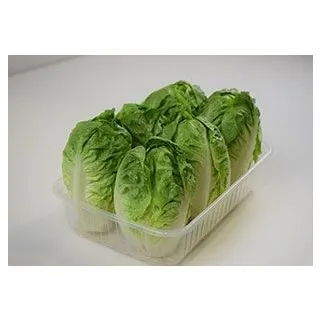 Compra LECHUGA CANDANCHÚ Pildorada (1.000 Semillas) en la tienda online Fito Agrícola