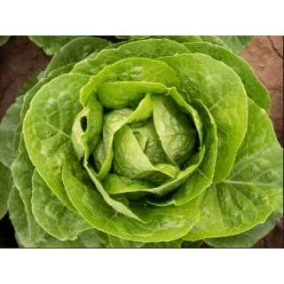 Compra LECHUGA CARAYUMA Pildorada (10.000 Semillas) en la tienda online Fito Agrícola