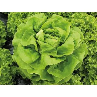 Compra LECHUGA CARMANDA Pildorada (10.000 Semillas) en la tienda online Fito Agrícola