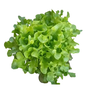 Compra LECHUGA CASANICE Pildorada (5.000 Semillas) en la tienda online Fito Agrícola